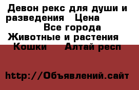 Девон рекс для души и разведения › Цена ­ 20 000 - Все города Животные и растения » Кошки   . Алтай респ.